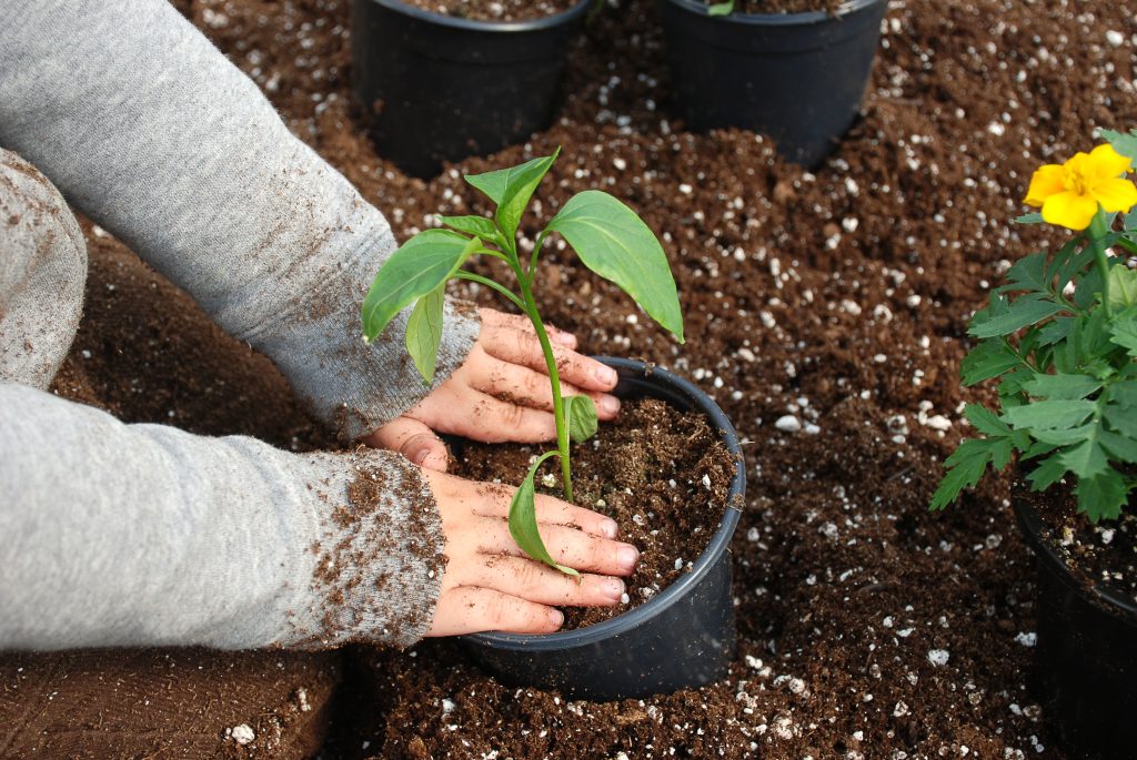 Planting shrubs in the garden